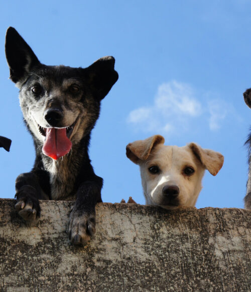 Fun Kurs für Hundehalter