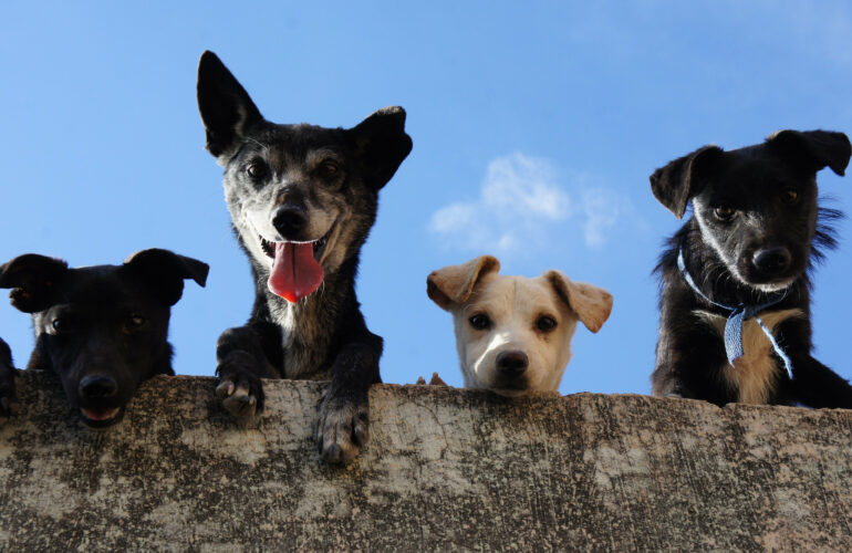 Fun Kurs für Hundehalter