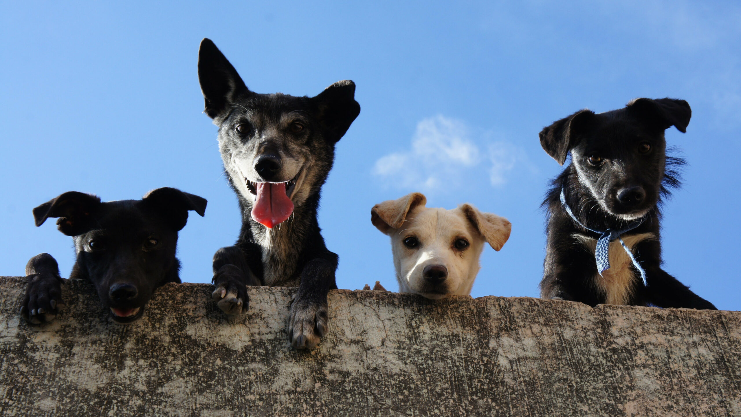 Fun Kurs für Hundehalter