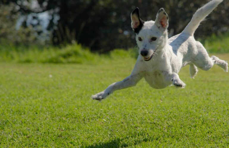 Fun Kurs Bild: Terrier springt mit allen 4 Pfoten in die Luft