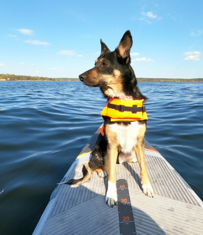 Hund auf Stand Up Paddle Board Hund auf Stand Up Paddle Board