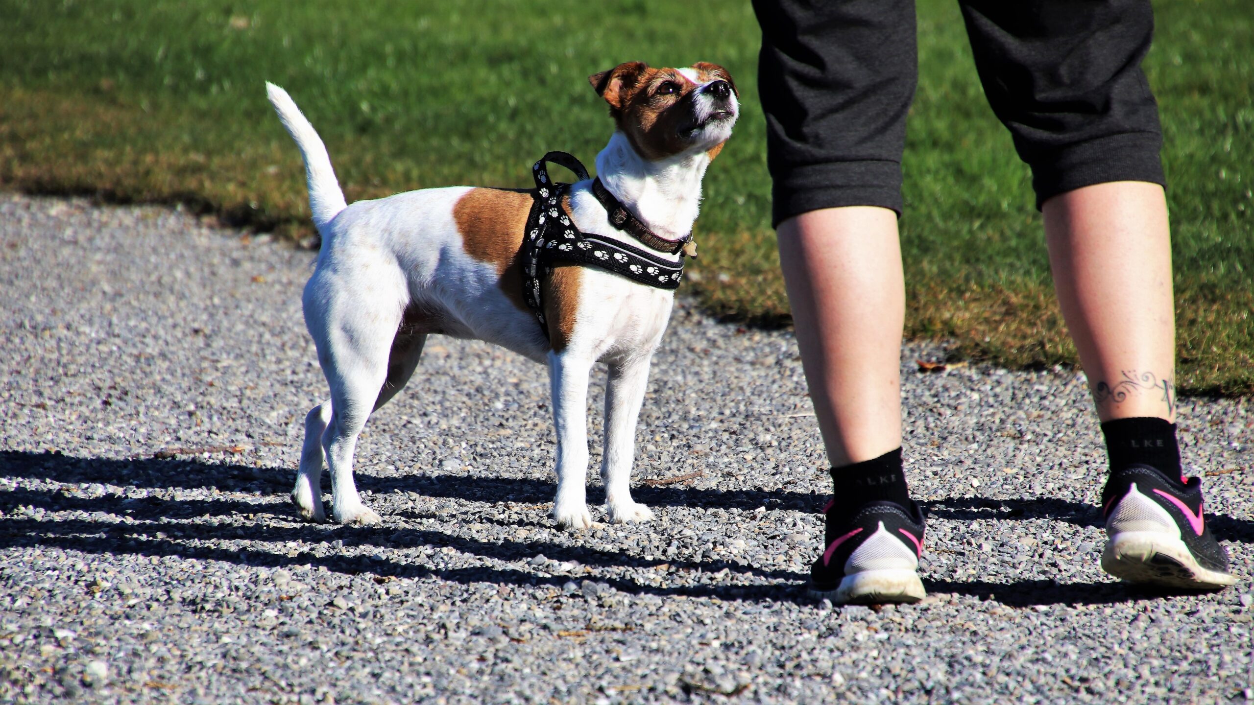 Einzeltraining für Hund und Halter*in