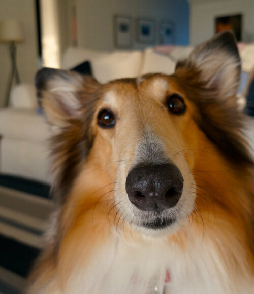 Hausbesuch beim Hundehalter - Collie schaut frech in die Kamera