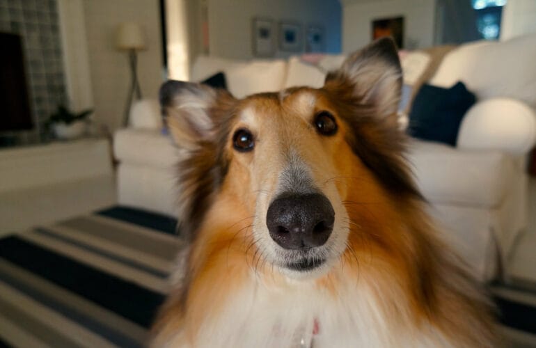 Hausbesuch beim Hundehalter - Collie schaut frech in die Kamera