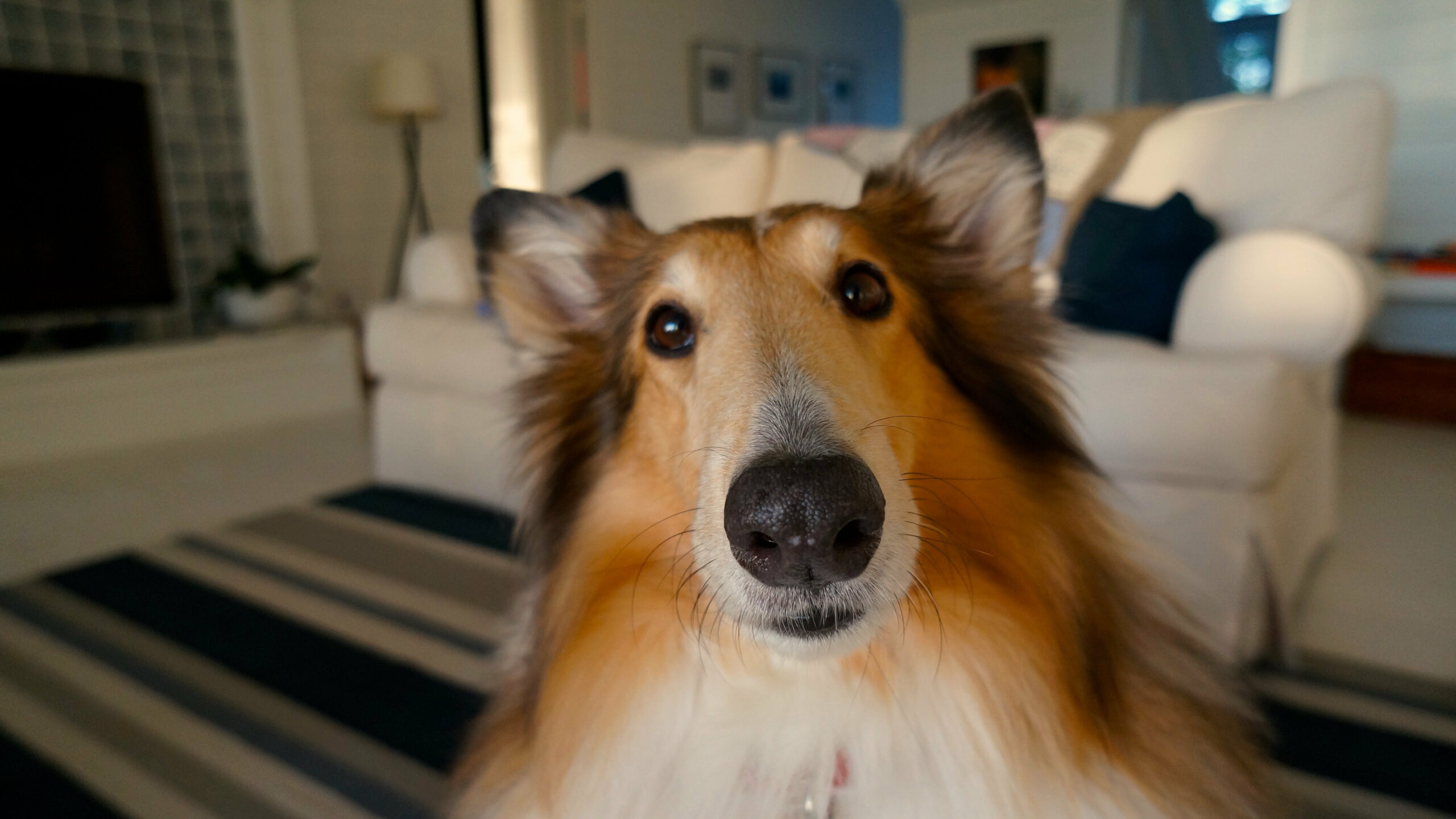 Hausbesuch beim Hundehalter - Collie schaut frech in die Kamera