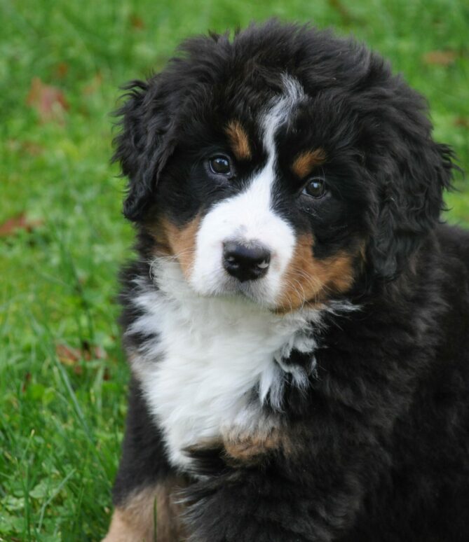Berner Sennenhund Welpe auf Wiese Berner Sennenhund Welpe auf Wiese
