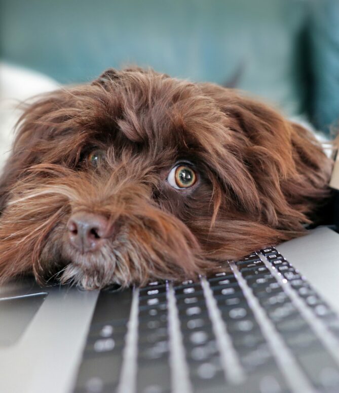 brauner Hundekopf auf Laptop brauner Hundekopf auf Laptop