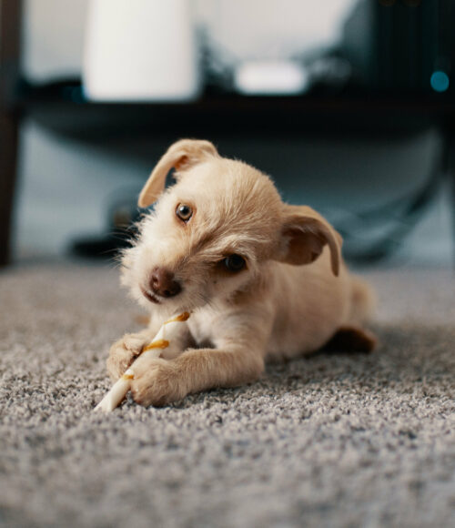 Grundlagen Welpenerziehung