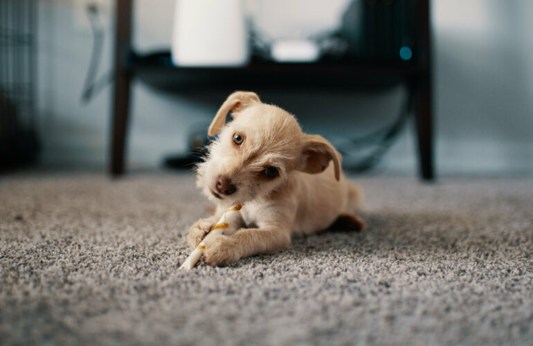Grundlagen Welpenerziehung