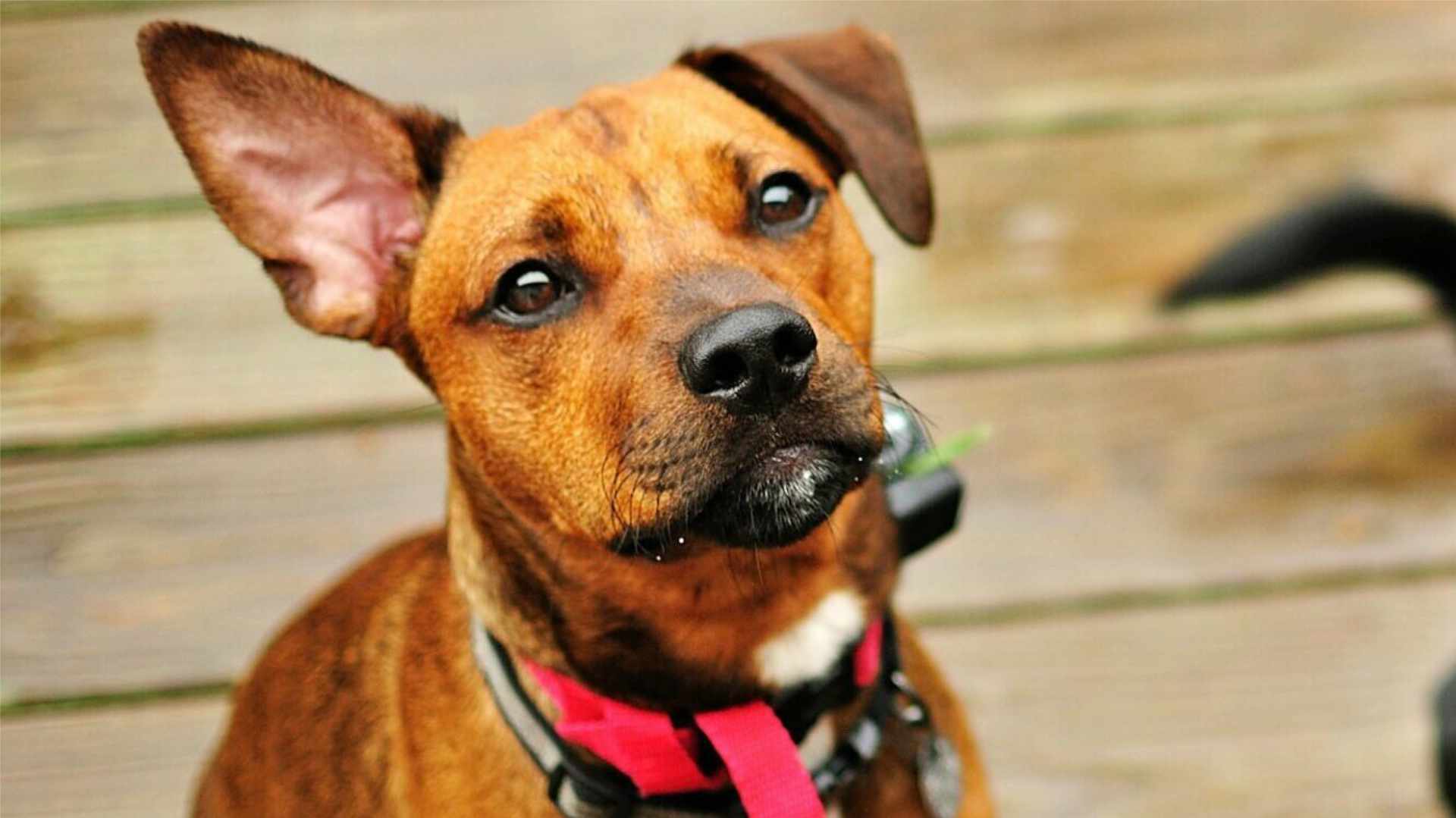 junge Hunde Fortgeschrittenenkurse - junger Hund sitzt und schaut nach oben in Richtung Kamera