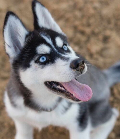 Junghundekurs Anfänger junger Husky sitzt auf der Erde und schaut nach oben
