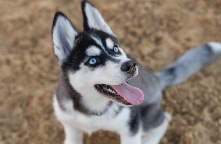 Junghundekurs Anfänger junger Husky sitzt auf der Erde und schaut nach oben
