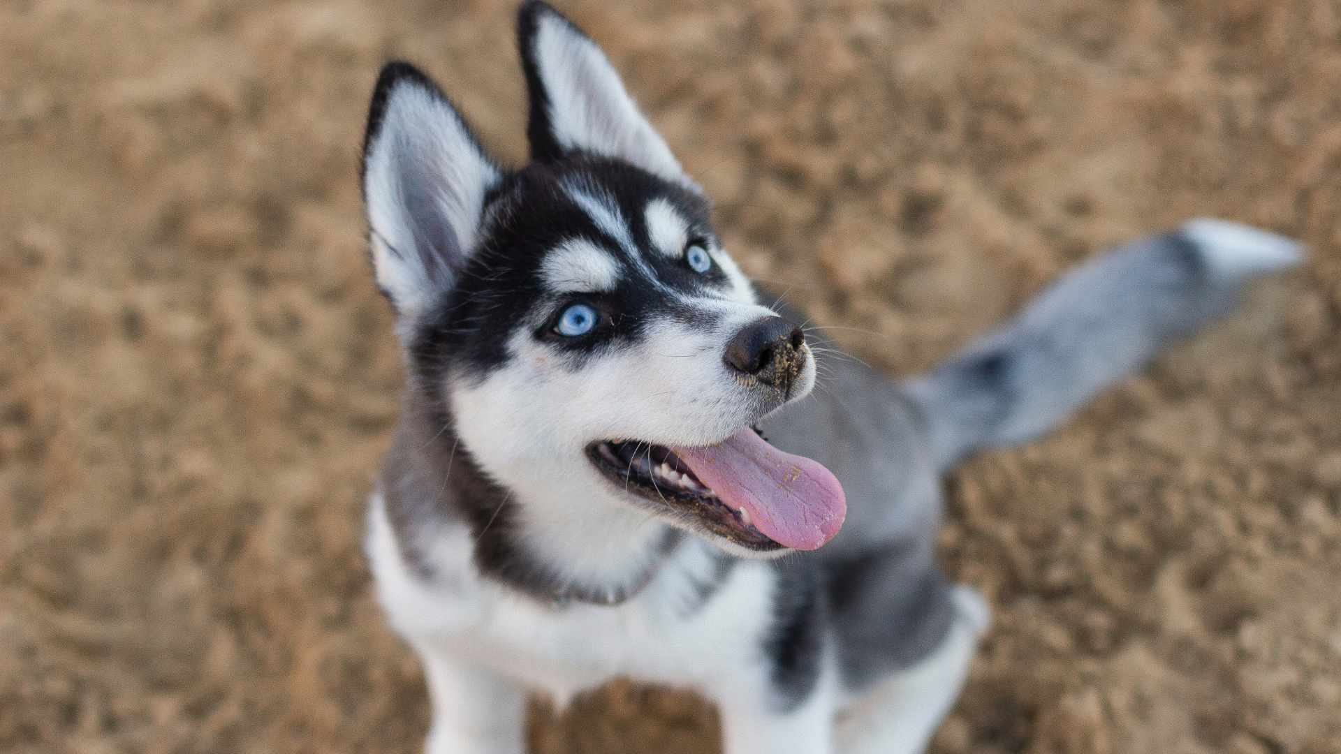 Junghundekurs Anfänger junger Husky sitzt auf der Erde und schaut nach oben