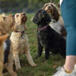 dog-training-8342962_1920